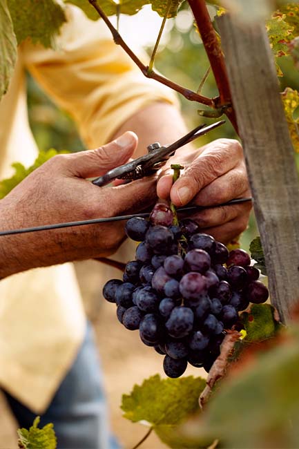 Winegrower Paris