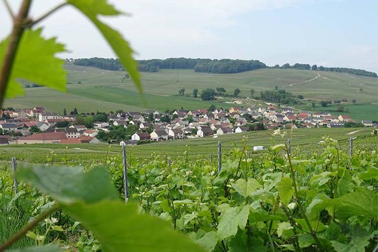 Winegrower Vinay